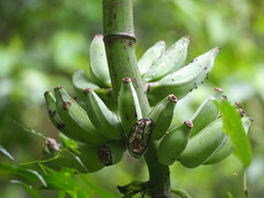 Musa balbisiana