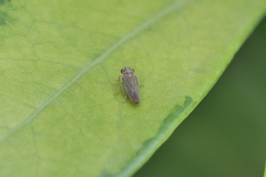 Macugonalia cavifrons