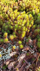 Polytrichum