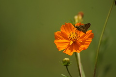 Hylephila phyleus