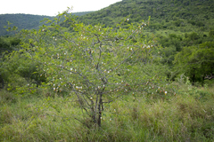 Dichrostachys cinerea