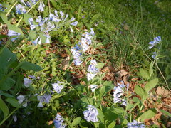 Mertensia virginica