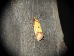 Agapeta zoegana