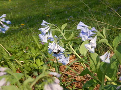 Mertensia virginica