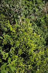Diospyros lycioides