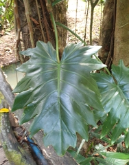 Philodendreae