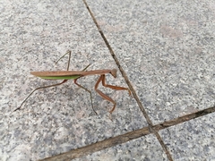 Tenodera