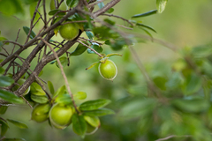 Diospyros lycioides
