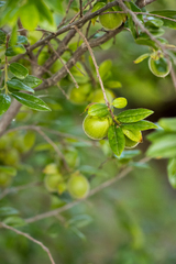 Diospyros lycioides