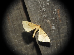 Gandaritis pyraliata