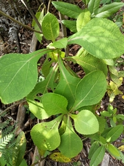 Rumfordia floribunda