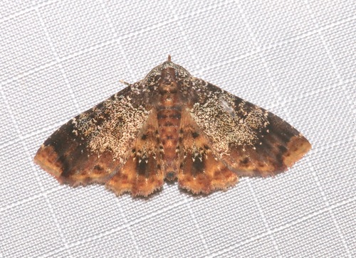 Selenisa specifica