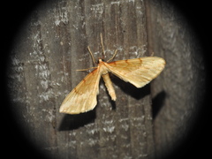 Gandaritis pyraliata