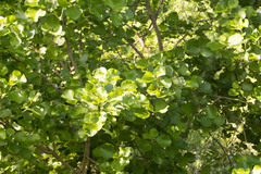 Dombeya rotundifolia