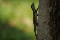Tropidurus catalanensis