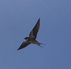 Hirundo albigularis