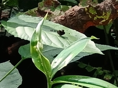 Notocrypta paralysos