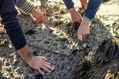 Scutellastra cochlear