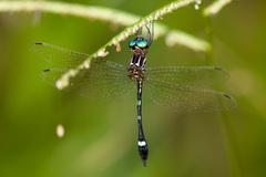 Macrothemis inequiunguis