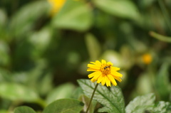 Neocorynura