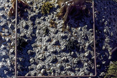 Scutellastra cochlear