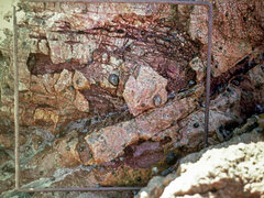 Scutellastra granularis