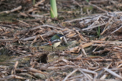 Tachuris rubrigastra