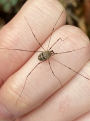 Dicranopalpus