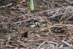 Tachuris rubrigastra