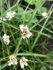 Cyperus luzulae