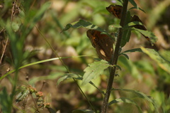 Junonia evarete