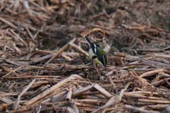 Tachuris rubrigastra