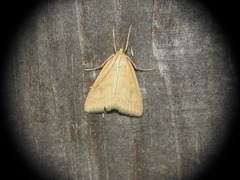 Udea lutealis
