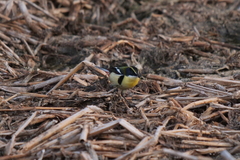 Tachuris rubrigastra