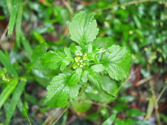 Dichrocephala integrifolia