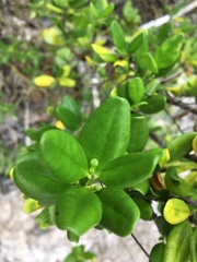 Cyclophyllum tenuipes