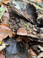 Psathyrella piluliformis