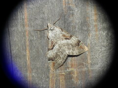 Aplocera praeformata