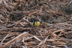 Tachuris rubrigastra