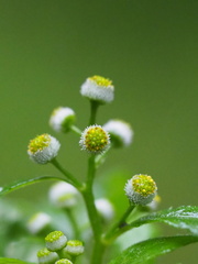 Dichrocephala integrifolia