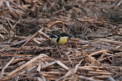 Tachuris rubrigastra