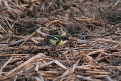 Tachuris rubrigastra