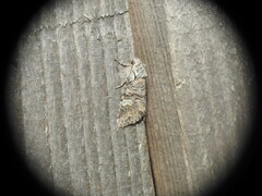 Brachylomia viminalis