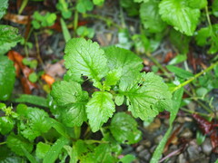 Dichrocephala integrifolia