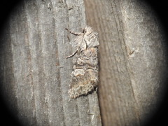 Brachylomia viminalis