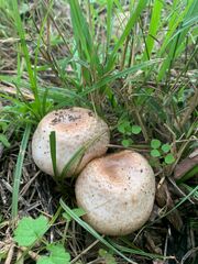 Agaricus hondensis