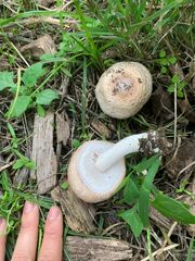 Agaricus hondensis