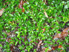 Oplismenus compositus