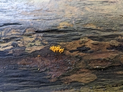 Calocera furcata