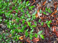 Oplismenus compositus